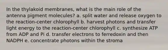 In the thylakoid membranes, what is the main role of the antenna pigment molecules? a. split water and release oxygen to the reaction-center chlorophyll b. harvest photons and transfer light energy to the reaction-center chlorophyll c. synthesize ATP from ADP and Pi d. transfer electrons to ferredoxin and then NADPH e. concentrate photons within the stroma