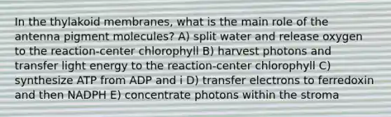 In the thylakoid membranes, what is the main role of the antenna pigment molecules? A) split water and release oxygen to the reaction-center chlorophyll B) harvest photons and transfer light energy to the reaction-center chlorophyll C) synthesize ATP from ADP and i D) transfer electrons to ferredoxin and then NADPH E) concentrate photons within the stroma