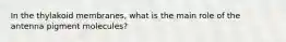 In the thylakoid membranes, what is the main role of the antenna pigment molecules?