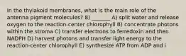 In the thylakoid membranes, what is the main role of the antenna pigment molecules? 8) _______ A) split water and release oxygen to the reaction-center chlorophyll B) concentrate photons within the stroma C) transfer electrons to ferredoxin and then NADPH D) harvest photons and transfer light energy to the reaction-center chlorophyll E) synthesize ATP from ADP and i