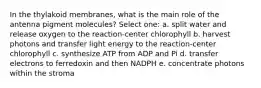 In the thylakoid membranes, what is the main role of the antenna pigment molecules? Select one: a. split water and release oxygen to the reaction-center chlorophyll b. harvest photons and transfer light energy to the reaction-center chlorophyll c. synthesize ATP from ADP and Pi d. transfer electrons to ferredoxin and then NADPH e. concentrate photons within the stroma