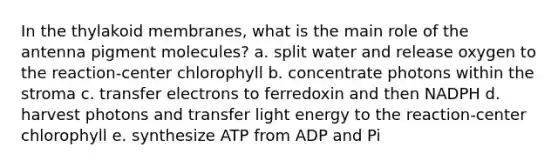 In the thylakoid membranes, what is the main role of the antenna pigment molecules? a. split water and release oxygen to the reaction-center chlorophyll b. concentrate photons within the stroma c. transfer electrons to ferredoxin and then NADPH d. harvest photons and transfer light energy to the reaction-center chlorophyll e. synthesize ATP from ADP and Pi