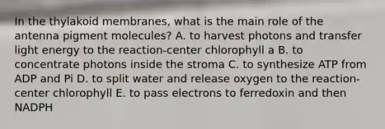 In the thylakoid membranes, what is the main role of the antenna pigment molecules? A. to harvest photons and transfer light energy to the reaction-center chlorophyll a B. to concentrate photons inside the stroma C. to synthesize ATP from ADP and Pi D. to split water and release oxygen to the reaction-center chlorophyll E. to pass electrons to ferredoxin and then NADPH