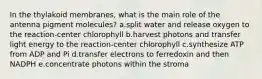 In the thylakoid membranes, what is the main role of the antenna pigment molecules? a.split water and release oxygen to the reaction-center chlorophyll b.harvest photons and transfer light energy to the reaction-center chlorophyll c.synthesize ATP from ADP and Pi d.transfer electrons to ferredoxin and then NADPH e.concentrate photons within the stroma