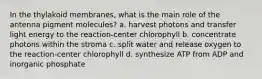 In the thylakoid membranes, what is the main role of the antenna pigment molecules? a. harvest photons and transfer light energy to the reaction-center chlorophyll b. concentrate photons within the stroma c. split water and release oxygen to the reaction-center chlorophyll d. synthesize ATP from ADP and inorganic phosphate
