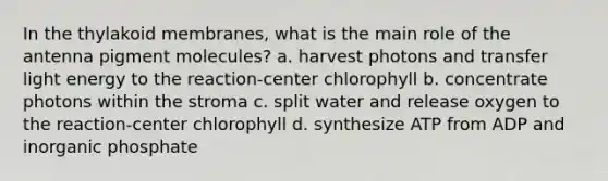 In the thylakoid membranes, what is the main role of the antenna pigment molecules? a. harvest photons and transfer light energy to the reaction-center chlorophyll b. concentrate photons within the stroma c. split water and release oxygen to the reaction-center chlorophyll d. synthesize ATP from ADP and inorganic phosphate