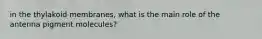 in the thylakoid membranes, what is the main role of the antenna pigment molecules?