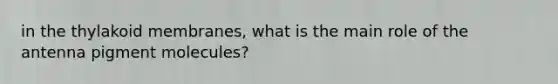 in the thylakoid membranes, what is the main role of the antenna pigment molecules?