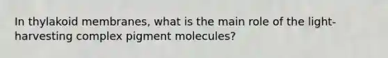 In thylakoid membranes, what is the main role of the light-harvesting complex pigment molecules?