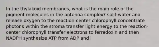 In the thylakoid membranes, what is the main role of the pigment molecules in the antenna complex? split water and release oxygen to the reaction-center chlorophyll concentrate photons within the stroma transfer light energy to the reaction-center chlorophyll transfer electrons to ferredoxin and then NADPH synthesize ATP from ADP and i