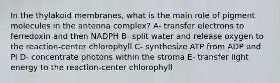 In the thylakoid membranes, what is the main role of pigment molecules in the antenna complex? A- transfer electrons to ferredoxin and then NADPH B- split water and release oxygen to the reaction-center chlorophyll C- synthesize ATP from ADP and Pi D- concentrate photons within the stroma E- transfer light energy to the reaction-center chlorophyll