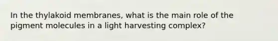 In the thylakoid membranes, what is the main role of the pigment molecules in a light harvesting complex?