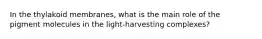 In the thylakoid membranes, what is the main role of the pigment molecules in the light-harvesting complexes?