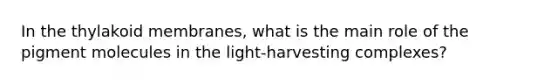 In the thylakoid membranes, what is the main role of the pigment molecules in the light-harvesting complexes?