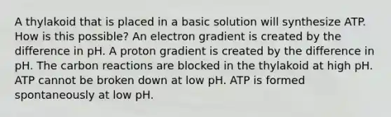 A thylakoid that is placed in a basic solution will synthesize ATP. How is this possible? An electron gradient is created by the difference in pH. A proton gradient is created by the difference in pH. The carbon reactions are blocked in the thylakoid at high pH. ATP cannot be broken down at low pH. ATP is formed spontaneously at low pH.