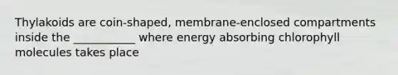 Thylakoids are coin-shaped, membrane-enclosed compartments inside the ___________ where energy absorbing chlorophyll molecules takes place