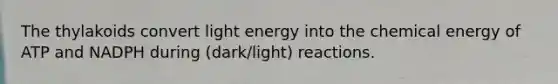 The thylakoids convert light energy into the chemical energy of ATP and NADPH during (dark/light) reactions.