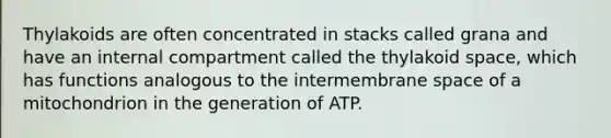 Thylakoids are often concentrated in stacks called grana and have an internal compartment called the thylakoid space, which has functions analogous to the intermembrane space of a mitochondrion in the generation of ATP.