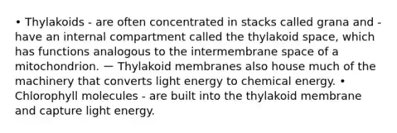 • Thylakoids - are often concentrated in stacks called grana and - have an internal compartment called the thylakoid space, which has functions analogous to the intermembrane space of a mitochondrion. ー Thylakoid membranes also house much of the machinery that converts light energy to chemical energy. • Chlorophyll molecules - are built into the thylakoid membrane and capture light energy.