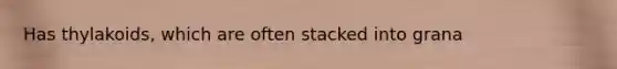 Has thylakoids, which are often stacked into grana