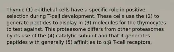 Thymic (1) epithelial cells have a specific role in positive selection during T-cell development. These cells use the (2) to generate peptides to display in (3) molecules for the thymocytes to test against. This proteasome differs from other proteasomes by its use of the (4) catalytic subunit and that it generates peptides with generally (5) affinities to α:β T-cell receptors.