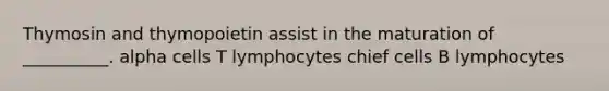 Thymosin and thymopoietin assist in the maturation of __________. alpha cells T lymphocytes chief cells B lymphocytes