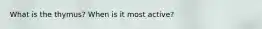 What is the thymus? When is it most active?