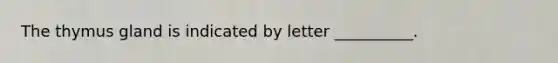 The thymus gland is indicated by letter __________.