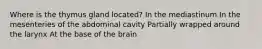 Where is the thymus gland located? In the mediastinum In the mesenteries of the abdominal cavity Partially wrapped around the larynx At the base of the brain