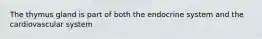 The thymus gland is part of both the endocrine system and the cardiovascular system