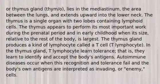 or thymus gland (thym/o), lies in the mediastinum, the area between the lungs, and extends upward into the lower neck. The thymus is a single organ with two lobes containing lymphoid cells. The thymus appears to perform its most important work during the prenatal period and in early childhood when its size, relative to the rest of the body, is largest. The thymus gland produces a kind of lymphocyte called a T cell (T lymphocyte). In the thymus gland, T lymphocyte learn tolerance; that is, they learn to identify and accept the body's antigens. Autoimmune diseases occur when this recognition and tolerance fail and the body's own antigens are interpreted as invading, or "enemy," cells.