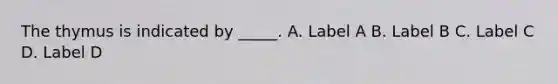 The thymus is indicated by _____. A. Label A B. Label B C. Label C D. Label D