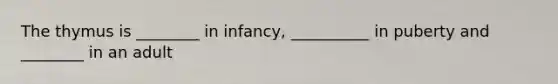 The thymus is ________ in infancy, __________ in puberty and ________ in an adult