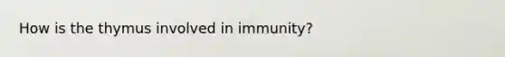 How is the thymus involved in immunity?