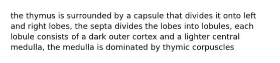 the thymus is surrounded by a capsule that divides it onto left and right lobes, the septa divides the lobes into lobules, each lobule consists of a dark outer cortex and a lighter central medulla, the medulla is dominated by thymic corpuscles