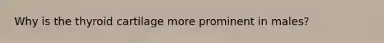 Why is the thyroid cartilage more prominent in males?