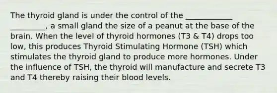 The thyroid gland is under the control of the ____________ _________, a small gland the size of a peanut at the base of the brain. When the level of thyroid hormones (T3 & T4) drops too low, this produces Thyroid Stimulating Hormone (TSH) which stimulates the thyroid gland to produce more hormones. Under the influence of TSH, the thyroid will manufacture and secrete T3 and T4 thereby raising their blood levels.