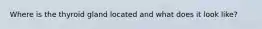 Where is the thyroid gland located and what does it look like?