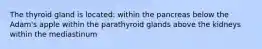 The thyroid gland is located: within the pancreas below the Adam's apple within the parathyroid glands above the kidneys within the mediastinum