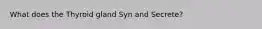 What does the Thyroid gland Syn and Secrete?