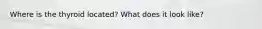 Where is the thyroid located? What does it look like?