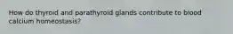 How do thyroid and parathyroid glands contribute to blood calcium homeostasis?