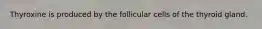 Thyroxine is produced by the follicular cells of the thyroid gland.