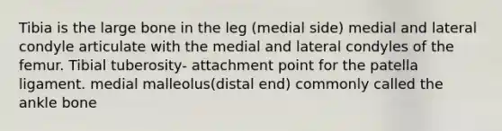 Tibia is the large bone in the leg (medial side) medial and lateral condyle articulate with the medial and lateral condyles of the femur. Tibial tuberosity- attachment point for the patella ligament. medial malleolus(distal end) commonly called the ankle bone