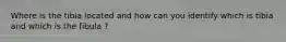 Where is the tibia located and how can you identify which is tibia and which is the fibula ?
