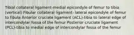 Tibial collateral ligament-medial epicondyle of femur to tibia (vertical) Fibular collateral ligament- lateral epicondyle of femur to fibula Anterior cruciate ligament (ACL)-tibia to lateral edge of intercondylar fossa of the femur Posterior cruciate ligament (PCL)-tibia to medial edge of intercondylar fossa of the femur