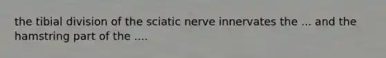 the tibial division of the sciatic nerve innervates the ... and the hamstring part of the ....