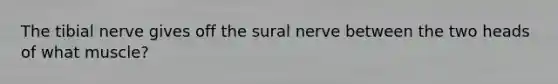 The tibial nerve gives off the sural nerve between the two heads of what muscle?