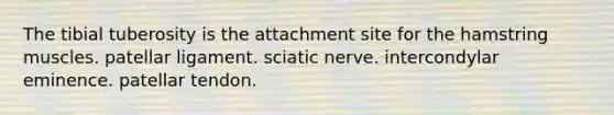 The tibial tuberosity is the attachment site for the hamstring muscles. patellar ligament. sciatic nerve. intercondylar eminence. patellar tendon.