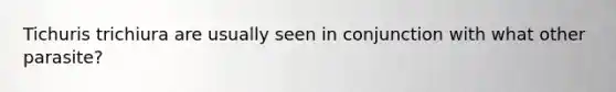 Tichuris trichiura are usually seen in conjunction with what other parasite?